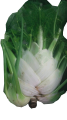 Céleri